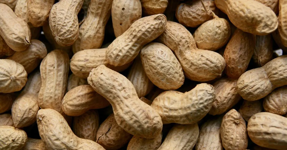 Arašidy - burske orechy